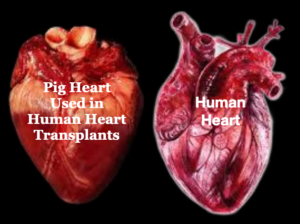 Vegan health