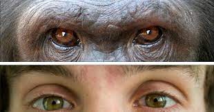 vegan eyes